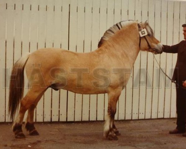 stallion Taffsnäs Effe (Fjord Horse, 1970, from Nore 20 SWE)