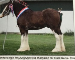 Pferd Donnybrewer Macgregor (Clydesdale, 2015, von Dillars Scottie Boy)