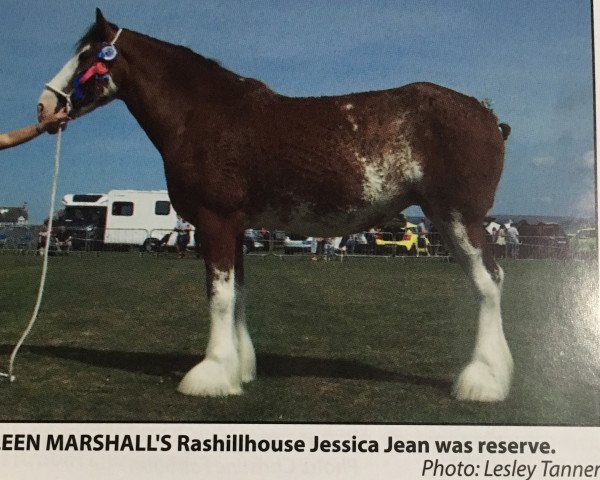 broodmare Rashillhouse Jessica Jean (Clydesdale, 2014, from Rashillhouse Winston)