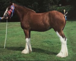 broodmare Malcomwood Jenny-Ann (Clydesdale, 2013, from Whinhill Lord of the Isles)