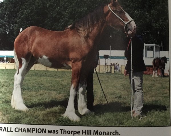 Deckhengst Thorpe Hill Monarch (Clydesdale, 2017, von Brelee Majestic Finnigan)