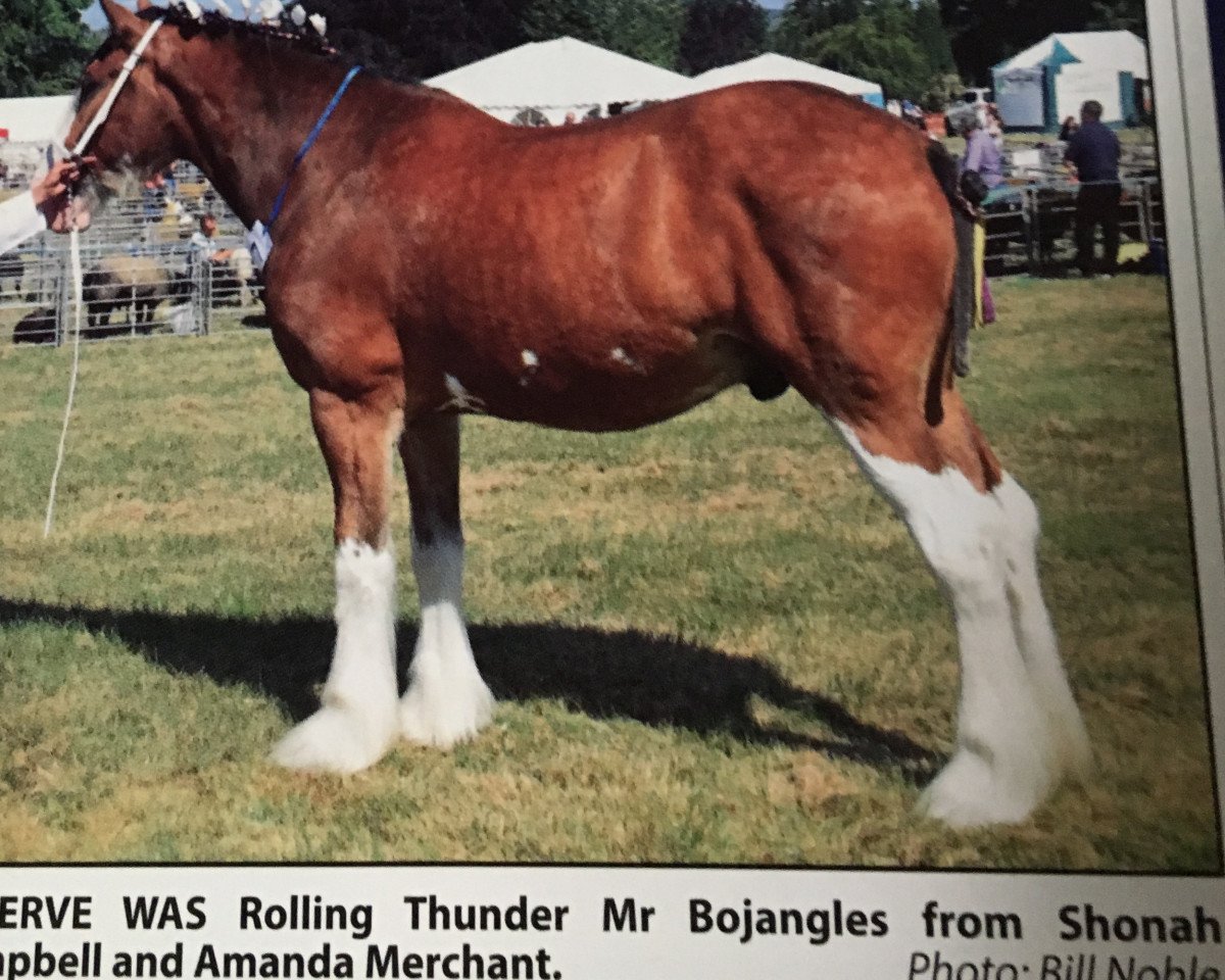 Pferd Rolling Thunder Mr Bojangles (Clydesdale, 2011, von Singlie Storm)