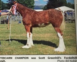 Zuchtstute Fordelhill Hannah (Clydesdale, 2017, von Eskechraggan Ernest)