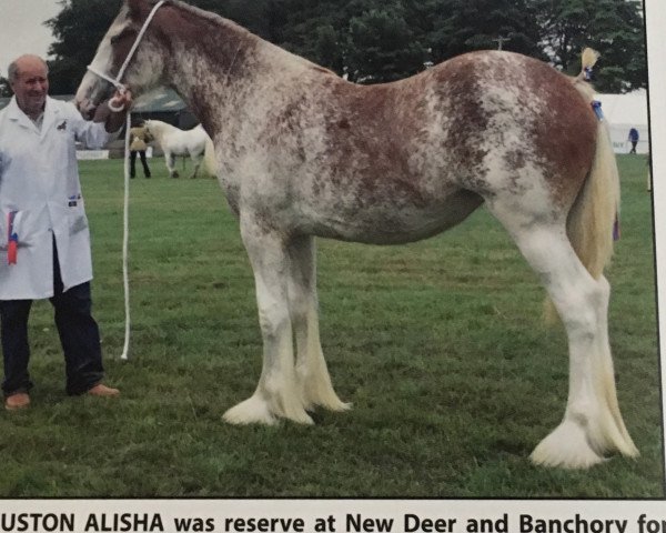 broodmare Anguston Alisha (Clydesdale, 2017, from Freedom Majestic Dreamliner)