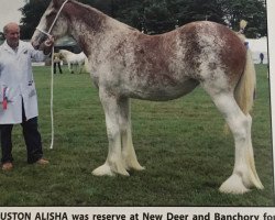 Zuchtstute Anguston Alisha (Clydesdale, 2017, von Freedom Majestic Dreamliner)