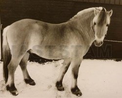 stallion Frigg (Fjord Horse, 1975, from Snobben)