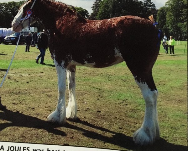 Zuchtstute Doura Joules (Clydesdale, 2016, von Doura Jackpot)