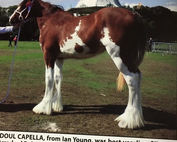 broodmare Arradoul Capella (Clydesdale, 2017, from Arradoul Balvenie)