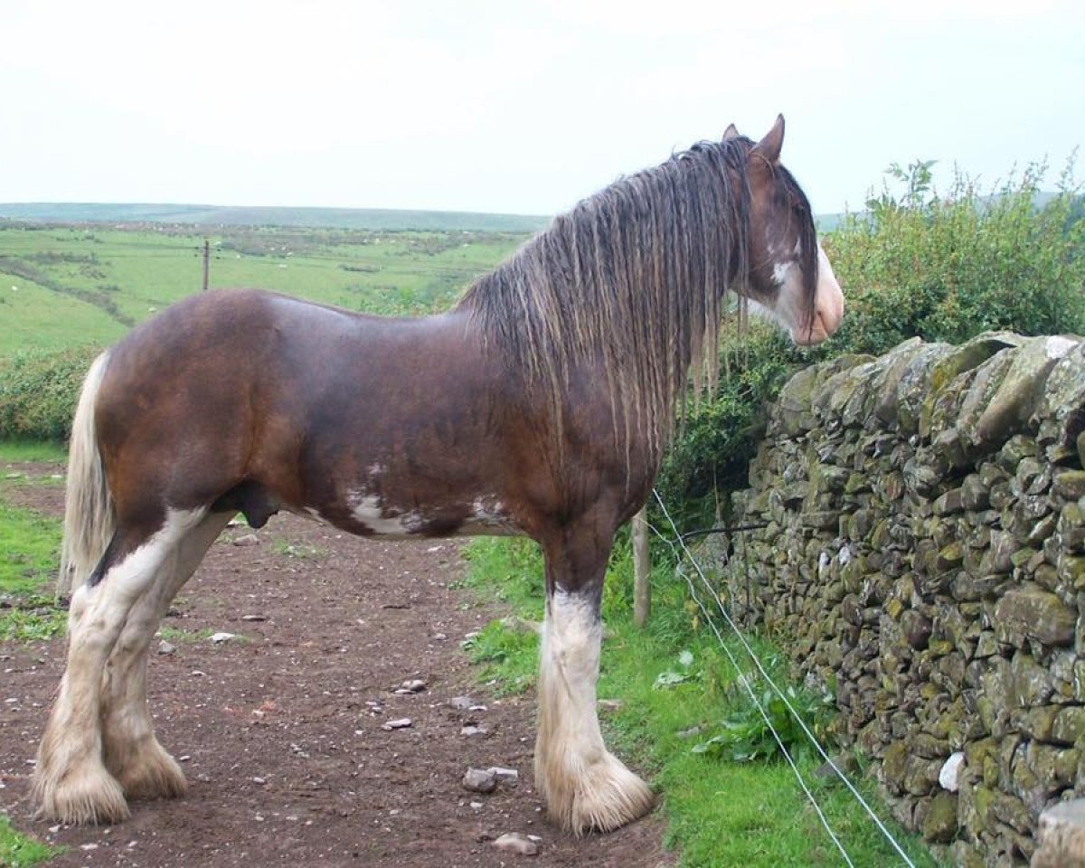 Deckhengst Singlie Storm (Clydesdale,  , von Collessie Cut Above)
