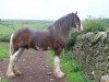 Deckhengst Singlie Storm (Clydesdale,  , von Collessie Cut Above)