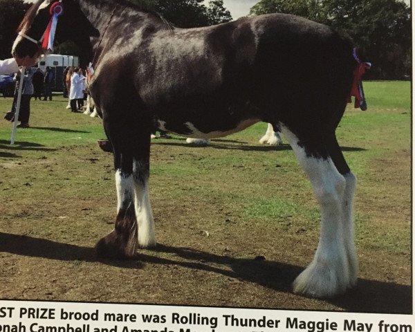 broodmare Rolling Thunder Maggie May (Clydesdale, 2014, from Singlie Storm)