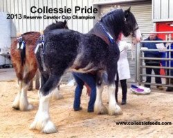 stallion Collessie Pride (Clydesdale, 2011, from Mollinhillhead Celebrity)