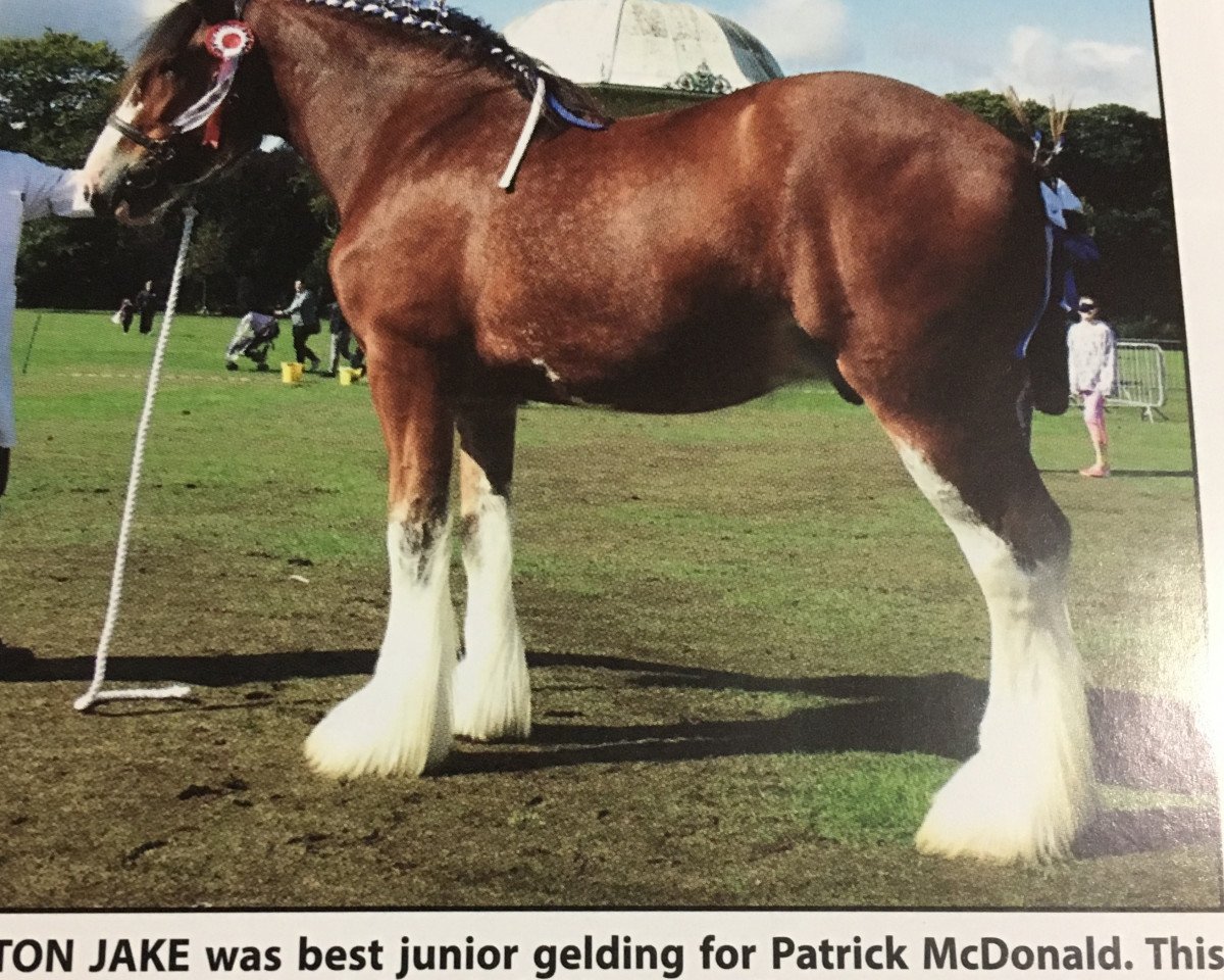 horse Hilton Jake (Clydesdale, 2015, from Collessie Pride)