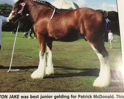 horse Hilton Jake (Clydesdale, 2015, from Collessie Pride)