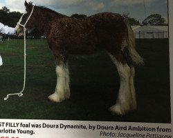 broodmare Doura Dynamite (Clydesdale, 2018, from Doura Aird Ambition)