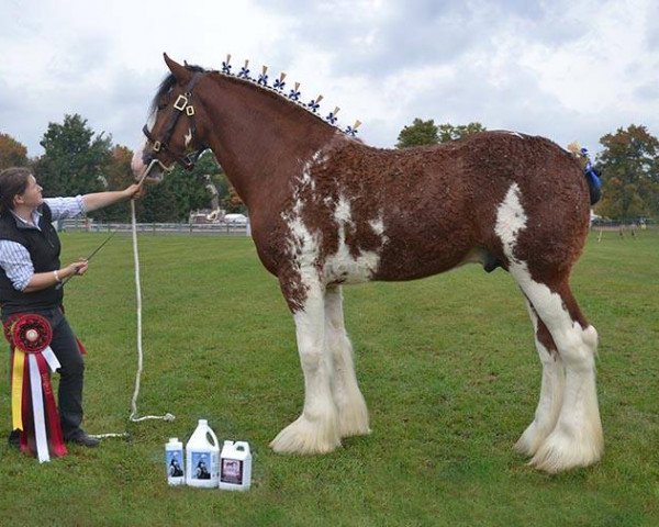 stallion Doura Geronimo (Clydesdale, 2013, from Westedge Norman)