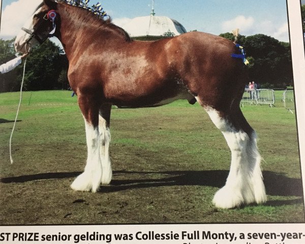 horse Collessie Full Monty (Clydesdale, 2011, from Collessie Stepping Stone)