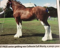 horse Collessie Full Monty (Clydesdale, 2011, from Collessie Stepping Stone)