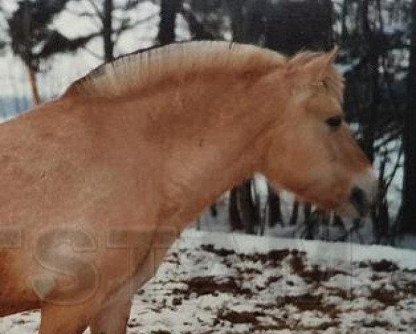 broodmare Sindarve Mylla (Fjord Horse, 1976, from Sindarve Tuff)