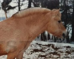 broodmare Sindarve Mylla (Fjord Horse, 1976, from Sindarve Tuff)