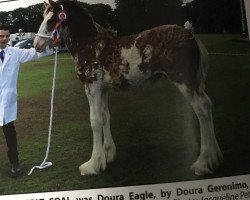 stallion Doura Eagle (Clydesdale, 2018, from Doura Geronimo)