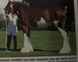 stallion Collessie Consort (Clydesdale, 2016, from Arradoul Balvenie)