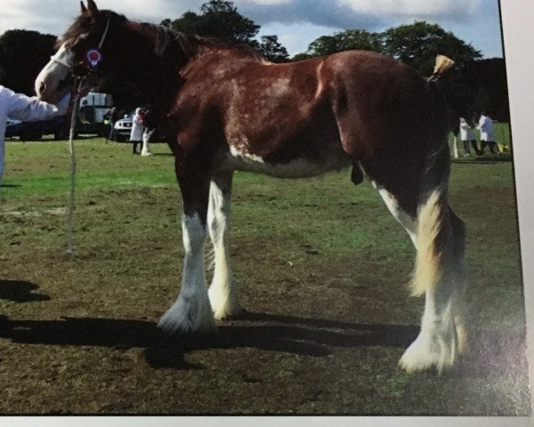 Deckhengst Collessie Braveheart (Clydesdale, 2017, von Arradoul Balvenie)