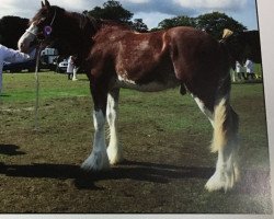 stallion Collessie Braveheart (Clydesdale, 2017, from Arradoul Balvenie)