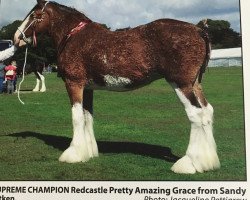 Zuchtstute Redcastle Pretty Amazing Grace (Clydesdale, 2008, von Millisle Solway Bay)