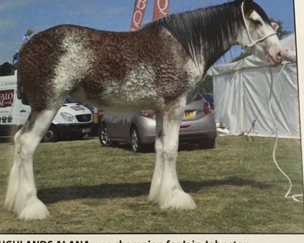 Zuchtstute Roughlands Alana (Clydesdale, 2015, von Arradoul Balvenie)