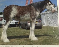 broodmare Roughlands Alana (Clydesdale, 2015, from Arradoul Balvenie)