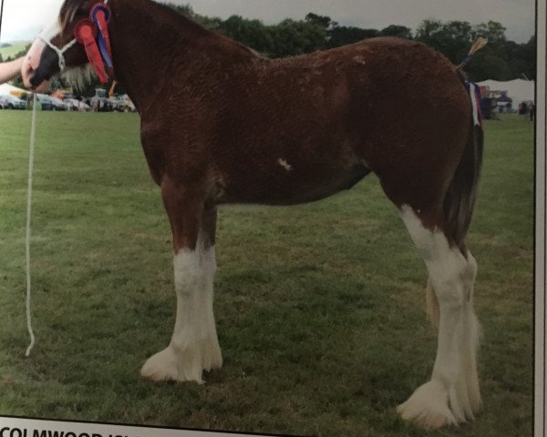 Zuchtstute Malcomwood Islay (Clydesdale, 2017, von Dillars Jura)