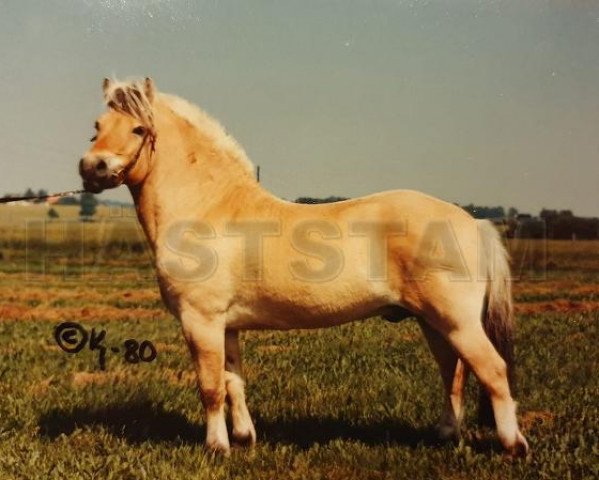 stallion Trygg 89 SWE (Fjord Horse, 1975, from Taffsnäs Effe)