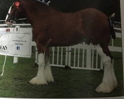 horse Collessie Advance (Clydesdale, 2012, from Collessie Whinhill President)