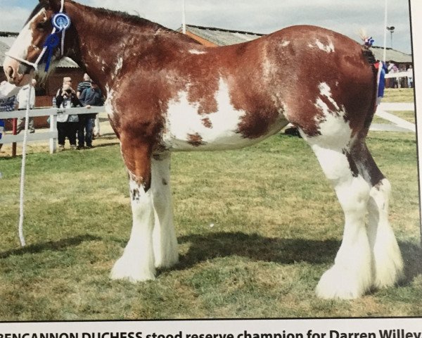 Zuchtstute Bencannon Duchess (Clydesdale, 2011, von Great American Ben Franklin)