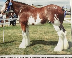 broodmare Bencannon Duchess (Clydesdale, 2011, from Great American Ben Franklin)