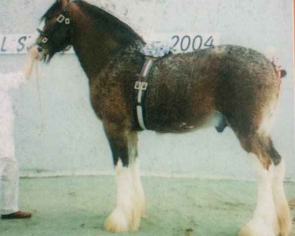 stallion Kelvinhead Express (Clydesdale,  )