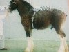 stallion Kelvinhead Express (Clydesdale,  )