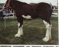 broodmare Clerkington Cassandra (Clydesdale, 2015, from Doura Kingmaker)