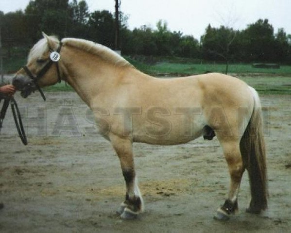 stallion Viggen (Fjord Horse, 1989, from Trygg 89 SWE)