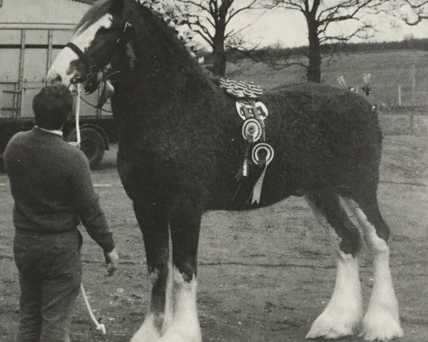 Deckhengst Bandirran Perfection (Clydesdale, 1983, von Doura Magnificent)