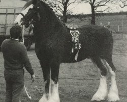 stallion Bandirran Perfection (Clydesdale, 1983, from Doura Magnificent)