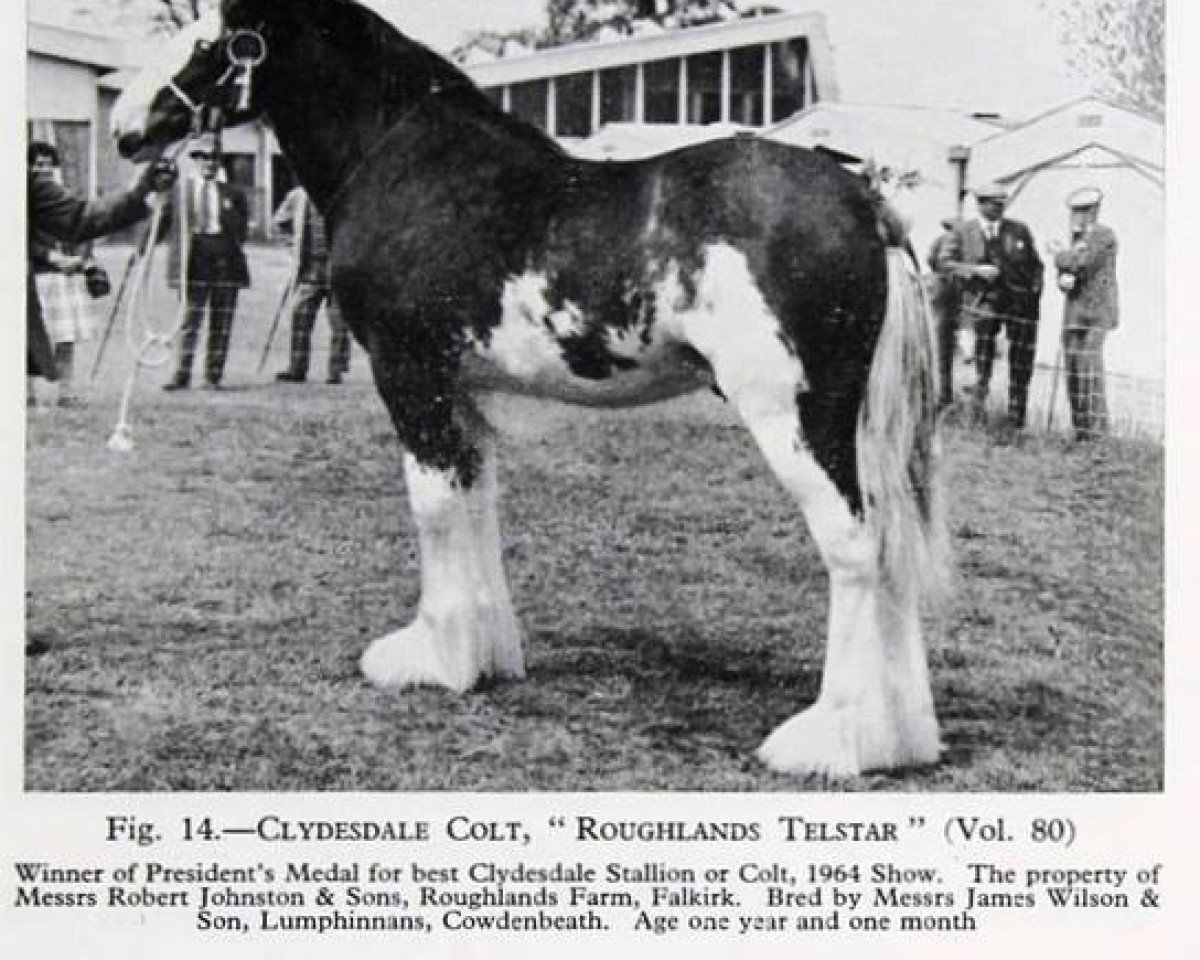 Deckhengst Roughlands Telstar (Clydesdale, 1963, von Balwill Print)