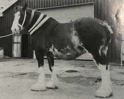 Zuchtstute Stanhope Park Bright Light (Clydesdale,  , von Roughlands Telstar)