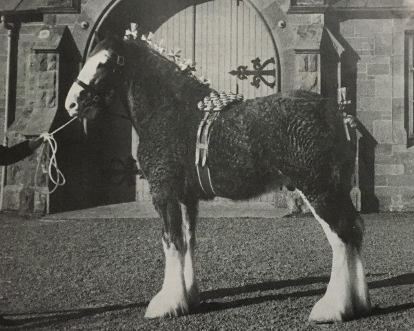 Deckhengst Bandirran Supreme (Clydesdale,  , von Doura Winston)