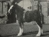 Deckhengst Bandirran Supreme (Clydesdale,  , von Doura Winston)