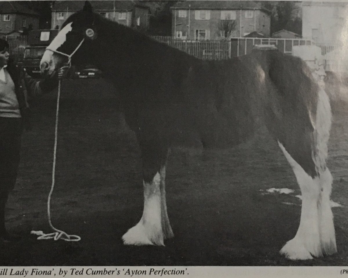 Zuchtstute Mill Lady Fiona (Clydesdale,  , von Ayton Perfection)