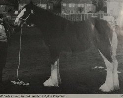 broodmare Mill Lady Fiona (Clydesdale,  , from Ayton Perfection)