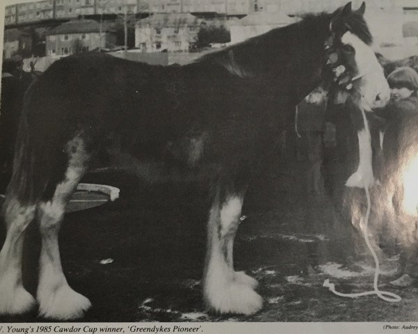 stallion Greendykes Pioneer (Clydesdale, 1984, from Glenord Landmark)