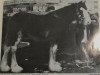 stallion Greendykes Pioneer (Clydesdale, 1984, from Glenord Landmark)